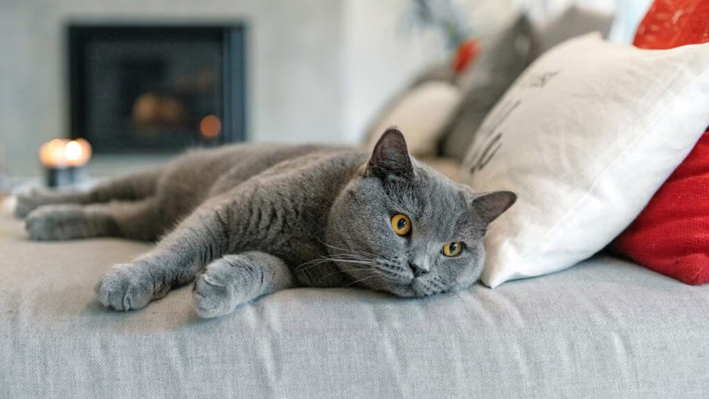 Apartman balkonunda dinlenen gri British Shorthair kedisi