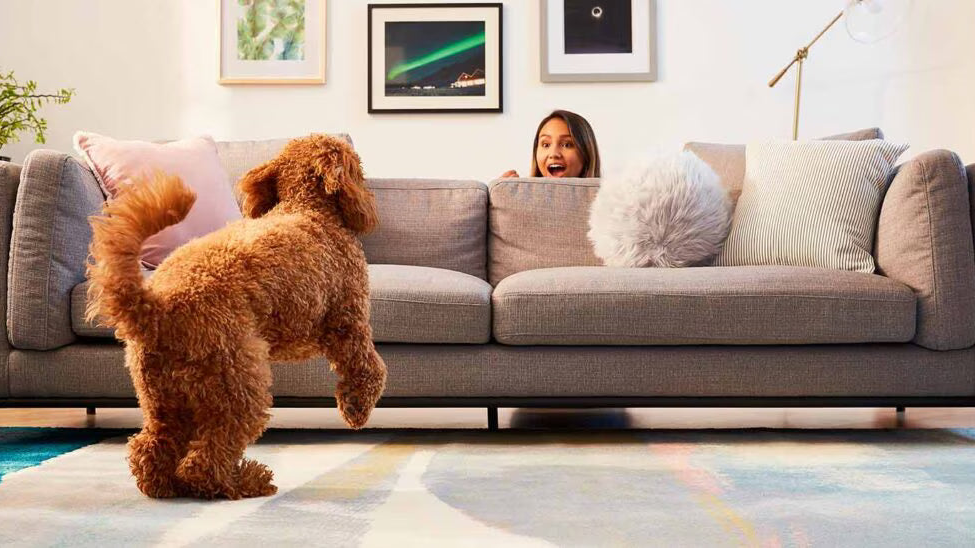 Apartman salonunda sahibiyle ip çekme oyunu oynayan golden retriever