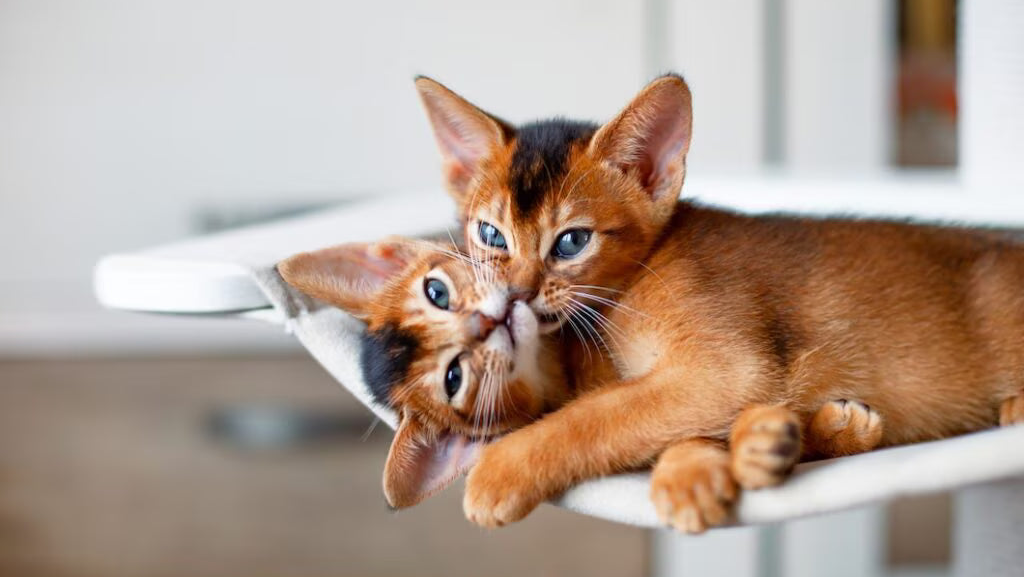 Apartmanda kisa tuylu british shorthair kedi kanepede dinlenirken