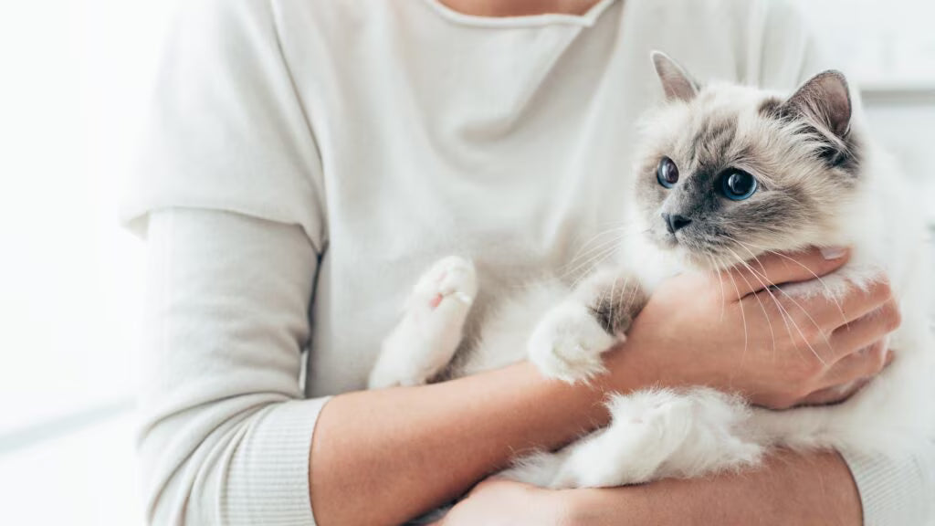 British Shorthair kedi İstanbul apartmanında koltukta uyuyor