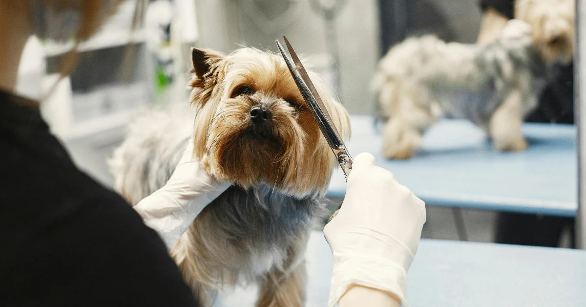 Evcil Dostunuza Hak Ettiği Bakımı Sunun: Neden Düzenli Grooming ve Yıkama Şart?