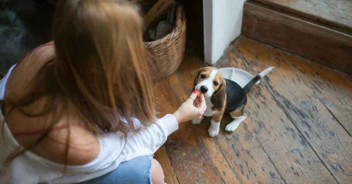 Yavru köpek beslenme programı ve günlük mama planı rehberi