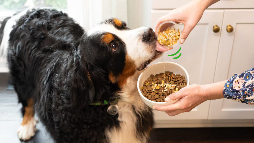 Köpek maması üzerine kemik suyu dökülen mama kabı yakın çekim