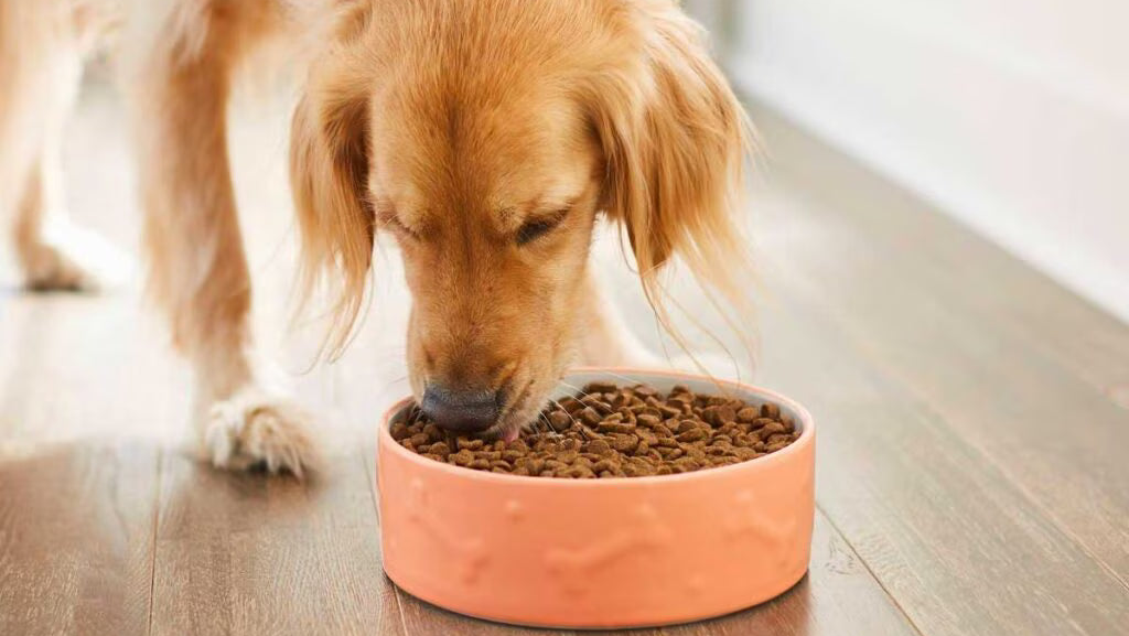 Köpek vücut kondisyon skoru görsel karşılaştırması - ideal kilo tespiti