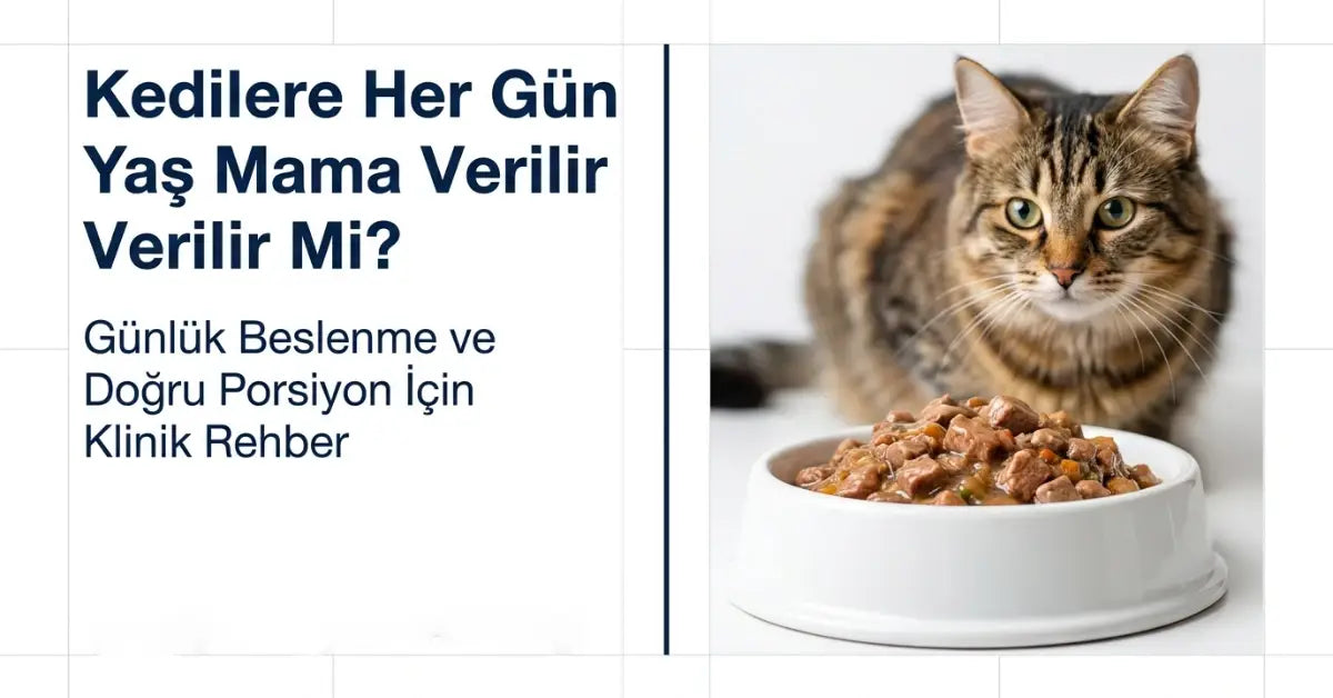 Kedilere Her Gün Yaş Mama Verilir mi? Günlük Beslenme ve Doğru Porsiyon Rehberi