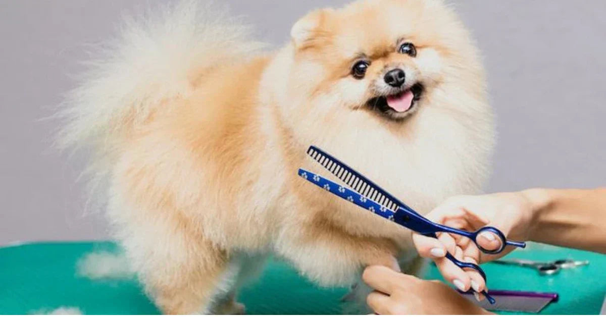 Köpek Tüy Bakımı Nasıl Yapılır? Tarama ve Fırçalama Rehberi