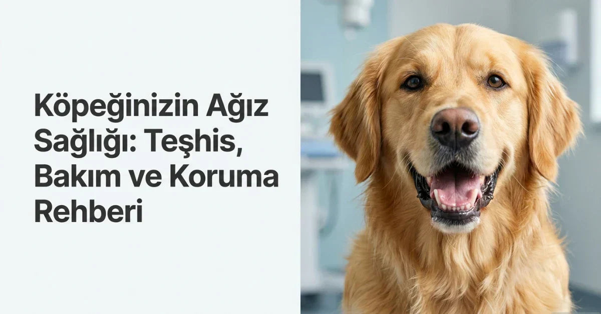 Veteriner kliniğinde gülümseyen golden retriever görseli, köpeklerde ağız sağlığı, diş bakımı, teşhis ve koruma sürecini anlatıyor.