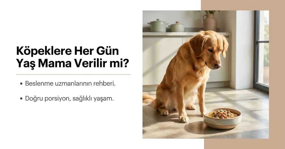 Mama kabındaki yaş mamaya bakan golden retriever ve köpeklerde günlük yaş mama kullanımı