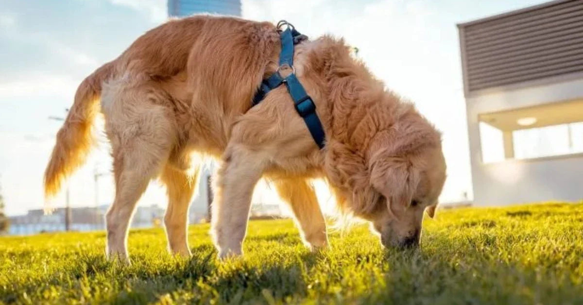 Köpekler Neden Çim Yer? Zararlı mı?