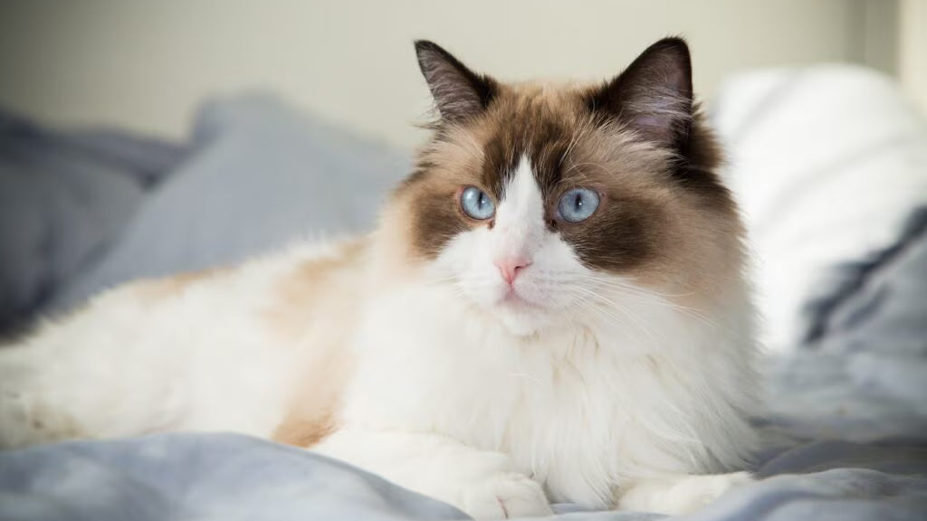  Ragdoll ve Siamese kedilerin yan yana colorpoint desenleri karsilastirmasi