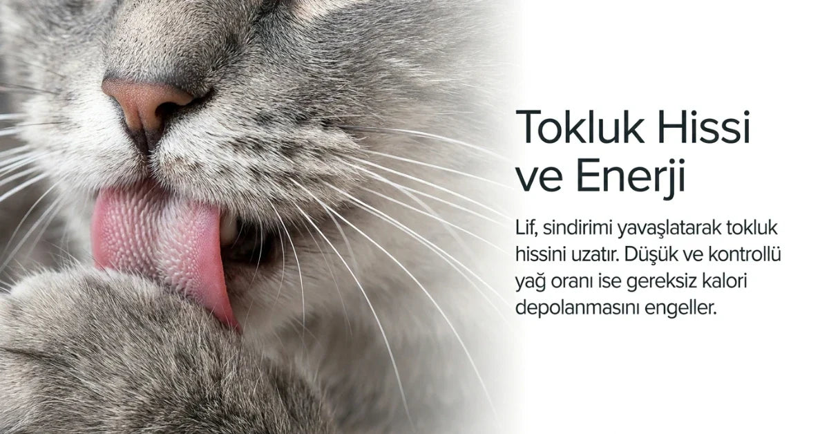 Kısırlaştırılmış kedi mamasında lif, tokluk hissi ve kontrollü enerji dengesini anlatan kedi görseli.