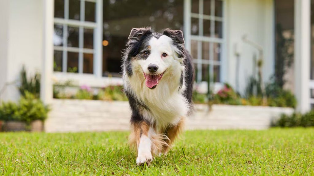 Veteriner muayenehanesinde köpek pire kontrolü yapılırken
