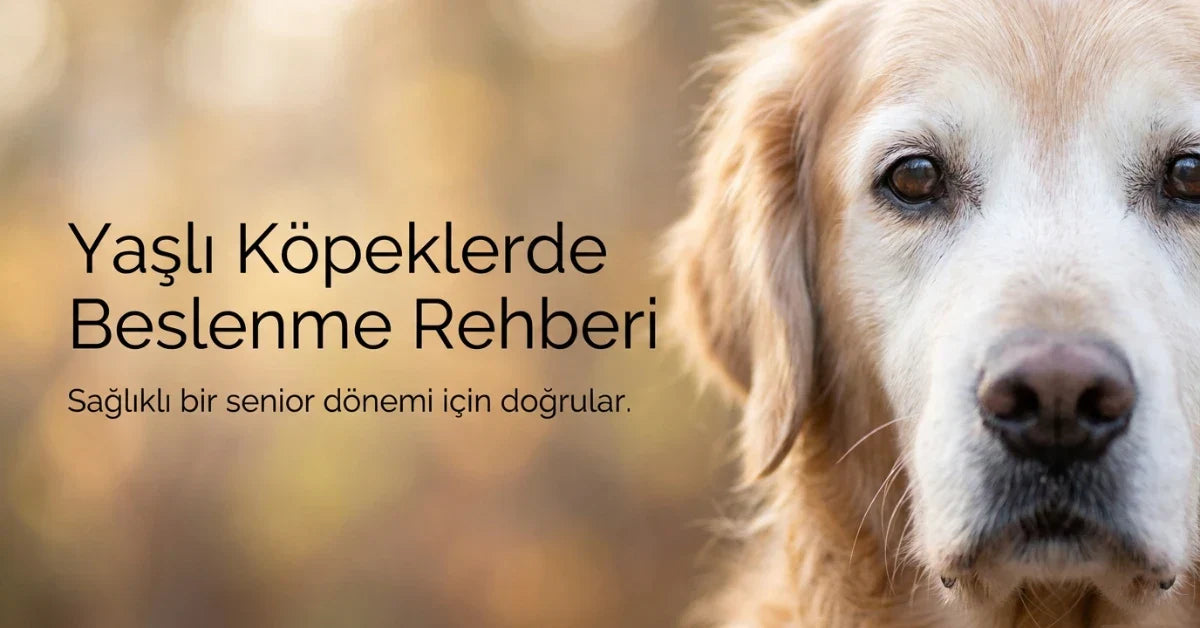 Yakın planda yaşlı golden retriever portresi ve sağlıklı senior dönemi için yaşlı köpeklerde beslenme rehberini anlatan kapak görseli.