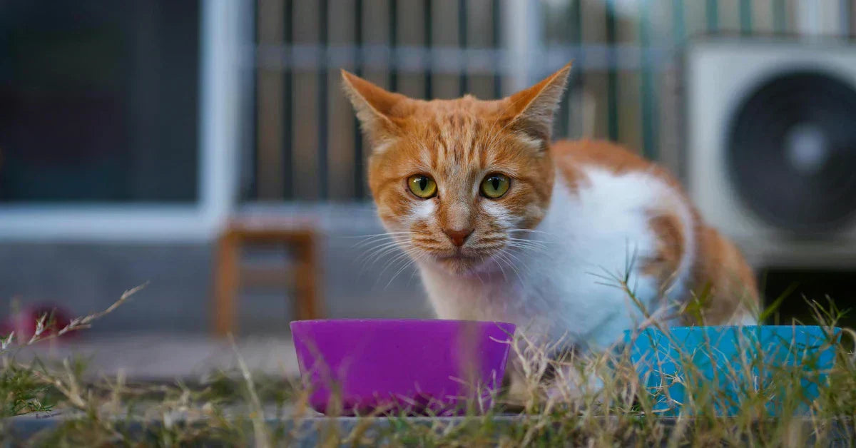 Kedim neden mama yemiyor? İştahsız kedi, mama kabı başında duran endişeli kedi fotoğrafı