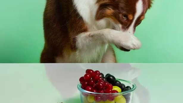 köpek-üzüm-toksik-zehirlenme-belirtileri-veteriner-muayene