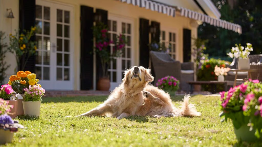 İstanbul'da kış ayında parkta yürüyen köpek sahibi - pire kene koruması