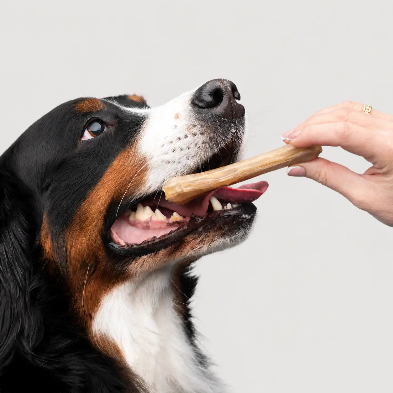 Köpek Ödül Maması