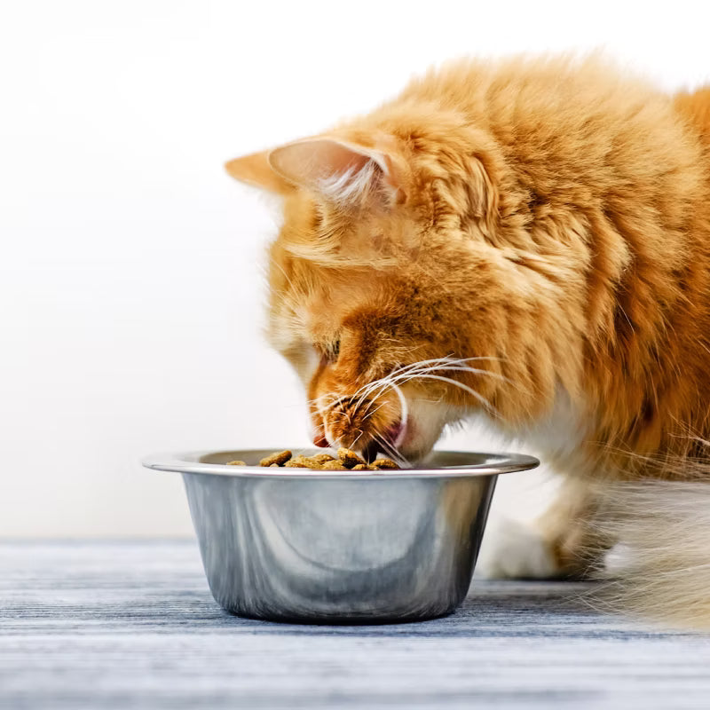 Kedi Maması
