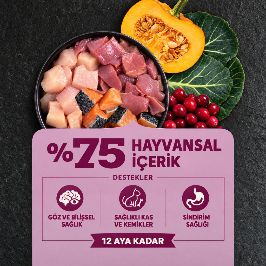 Acana Highest Protein Kitten Tavuk, hindi ve somonlu Tahılsız Yavru Kedi Maması, 1,8 kg