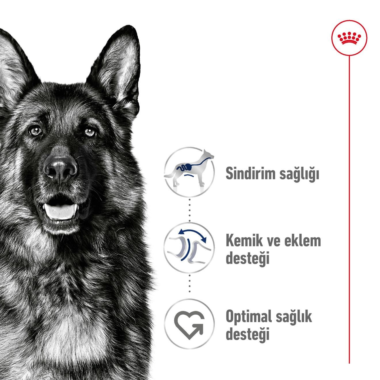 Royal Canin Maxi Adult Büyük Yetişkin Köpek Maması, 15Kg