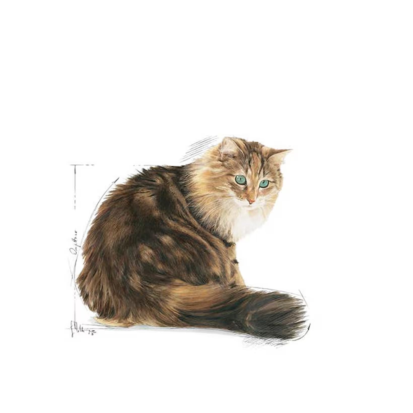 Royal Canin Ageing +12 Yaşlı Kedi Maması, 2Kg