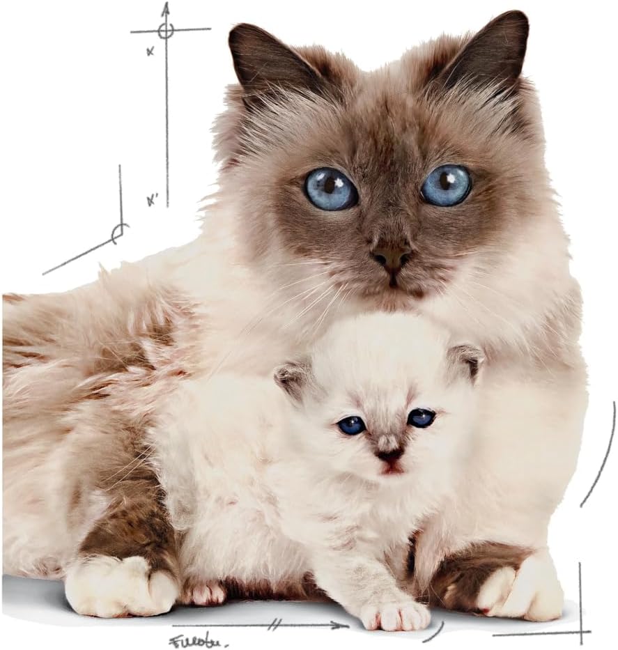 Royal Canin Babycat Yavru Kedi Konserve Maması, 195g