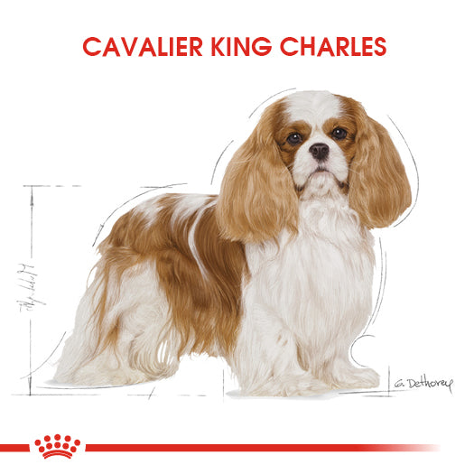 Royal Canin Cavalier King Charles Yetişkin Köpek Maması, 1.5Kg