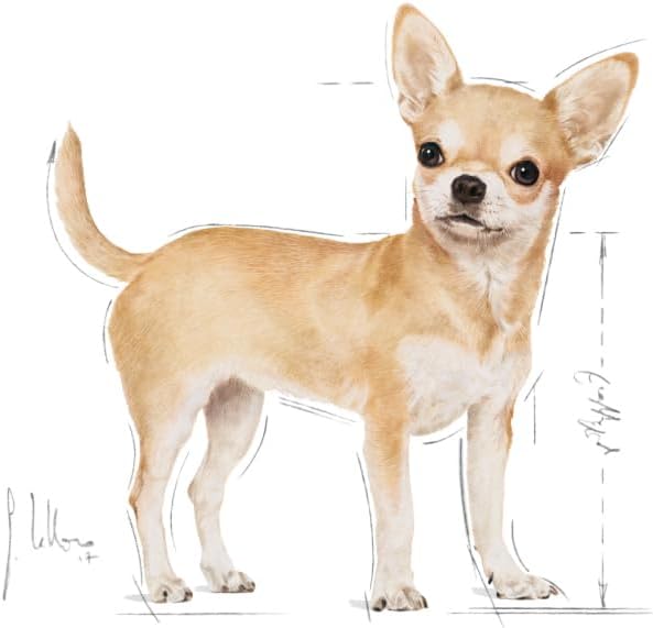 Royal Canin Chihuahua Yetişkin Köpek Maması, 1.5Kg