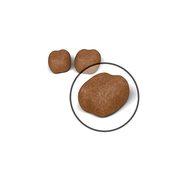Royal Canin Dental Care Yetişkin Kedi Maması, 1.5Kg