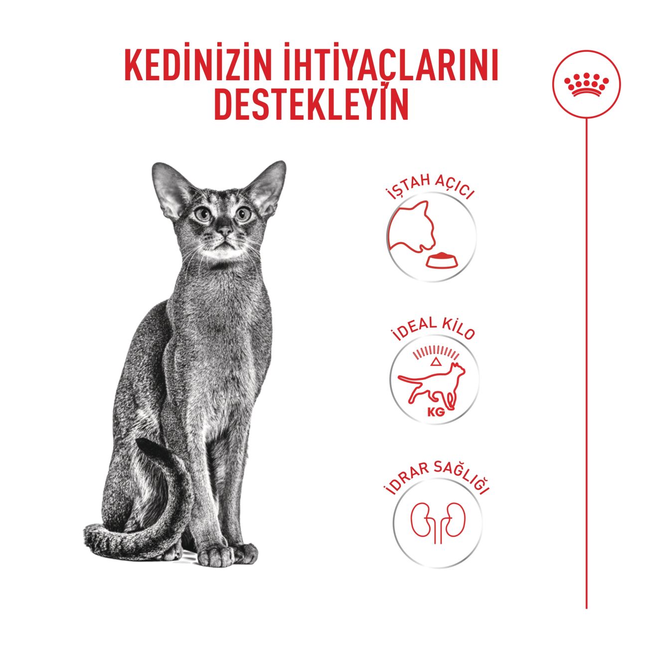Royal Canin Fussy Yetişkin Kedi Maması