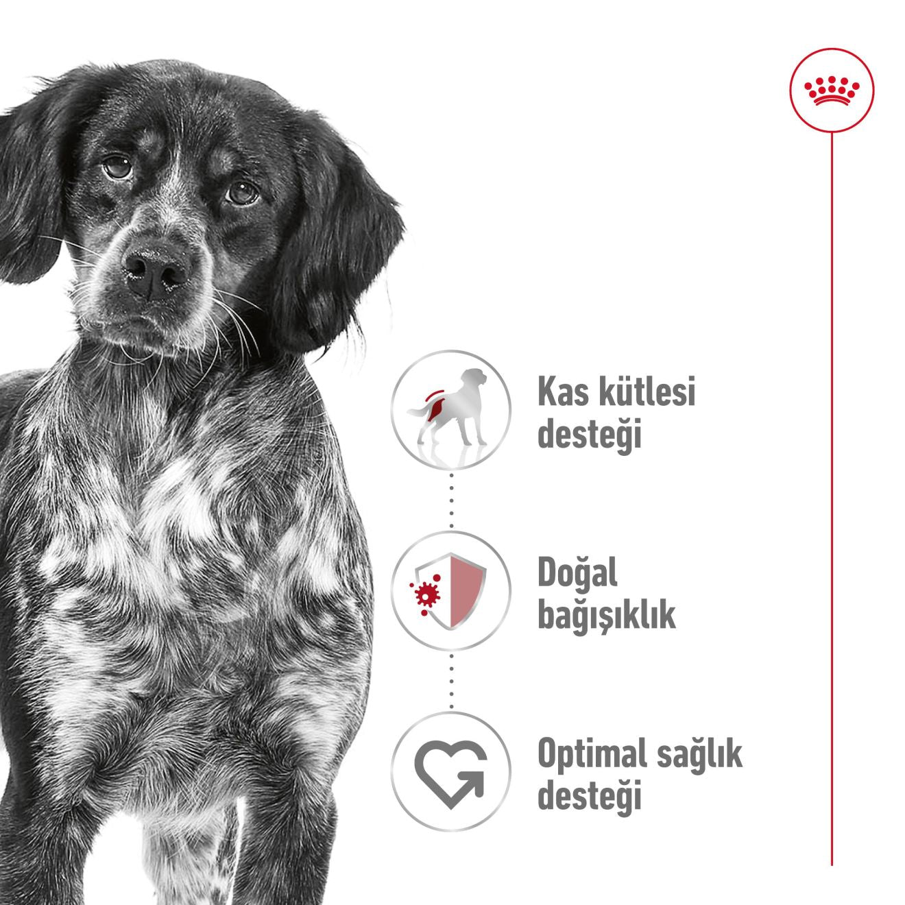 Royal Canin Medium Orta Yetişkin Köpek Maması, 15Kg