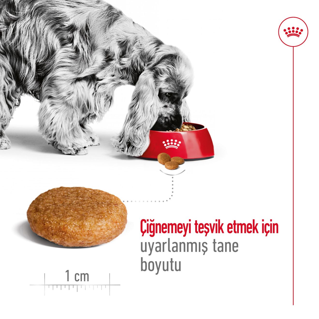 Royal Canin Medium Orta Yetişkin Köpek Maması, 15Kg