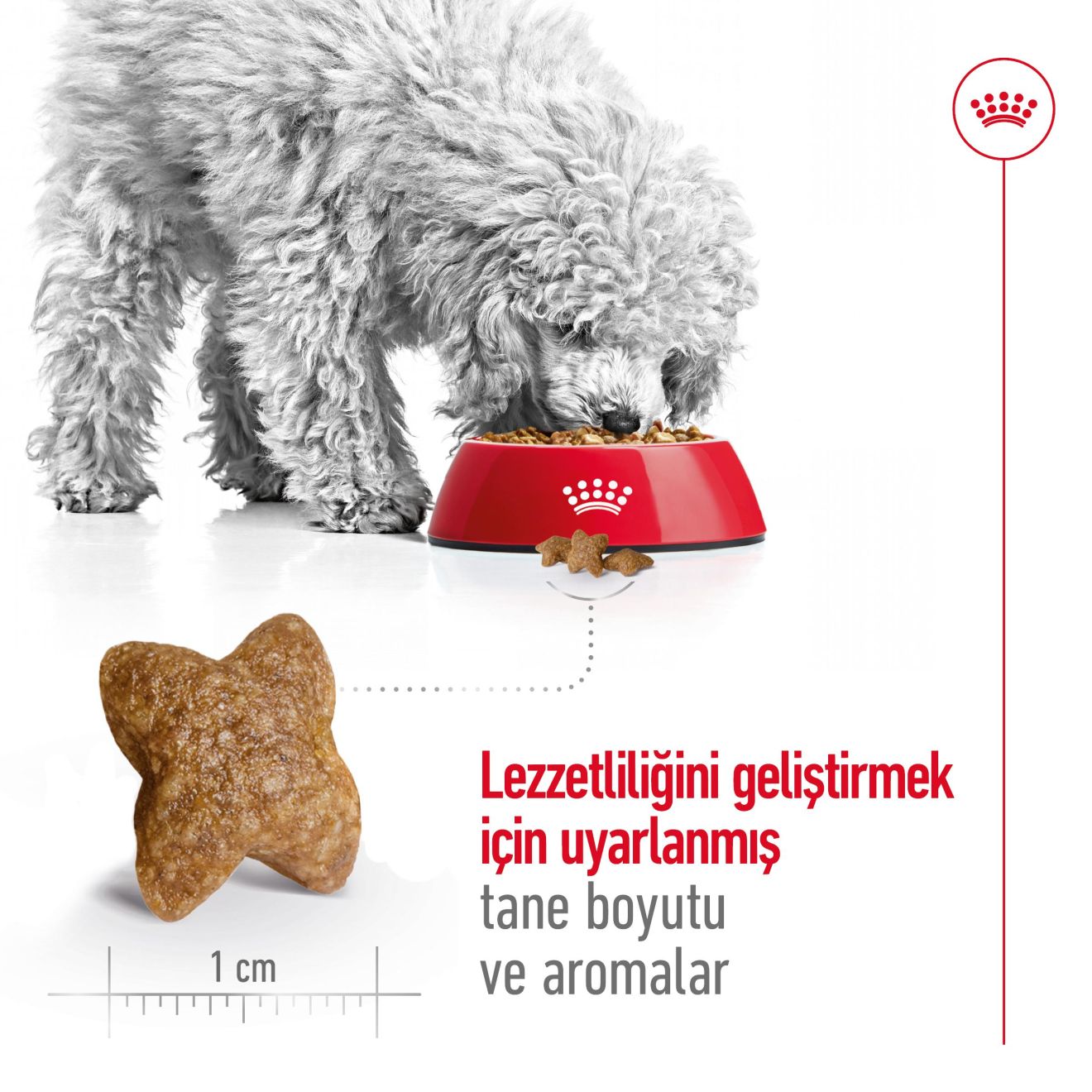 Royal Canin Mini Adult Köpek Maması