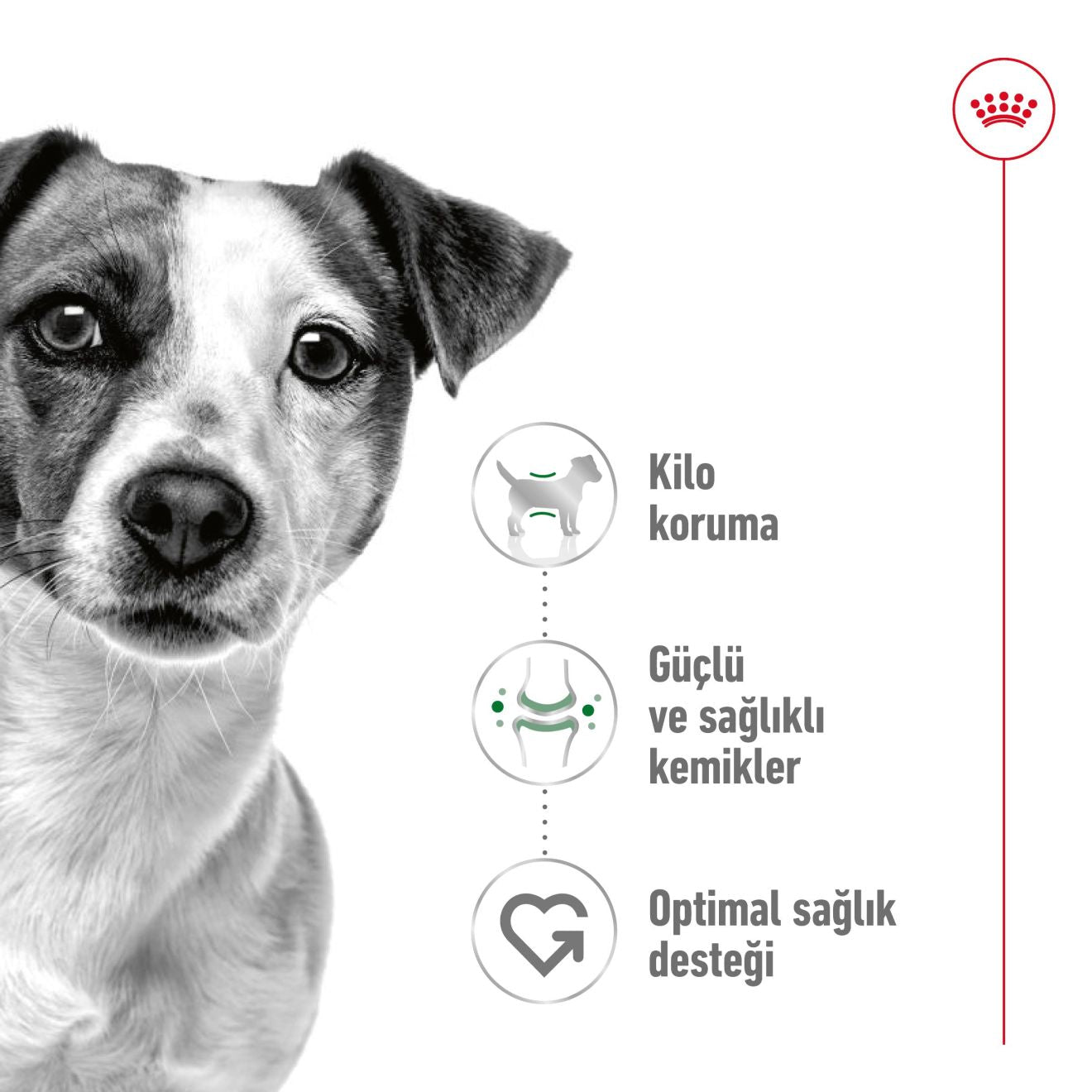 Royal Canin Mini Adult Köpek Maması