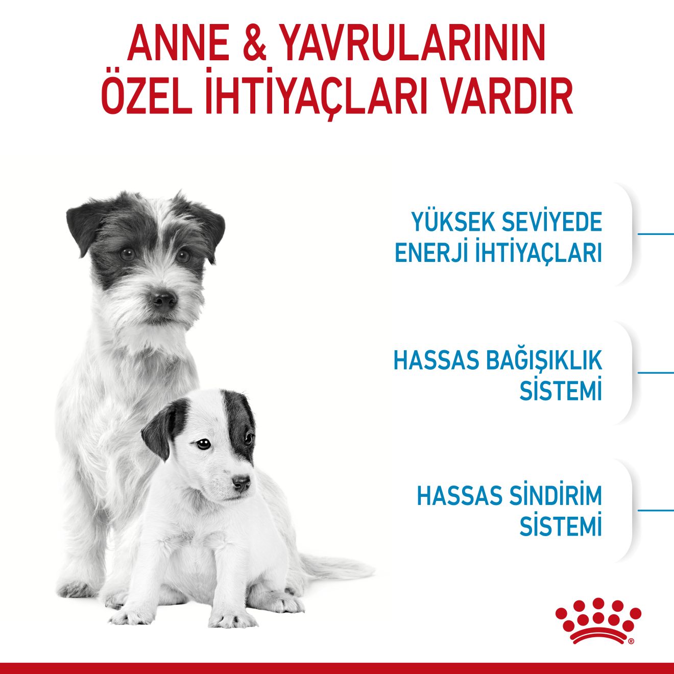 Royal Canin Mini Starter Mother & Babycat Yavru Köpek Maması, 4Kg