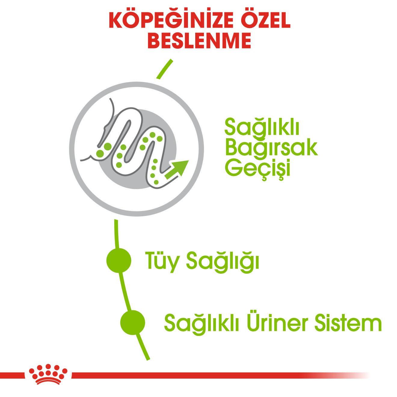 Royal Canin Xsmall Mini Köpek Maması