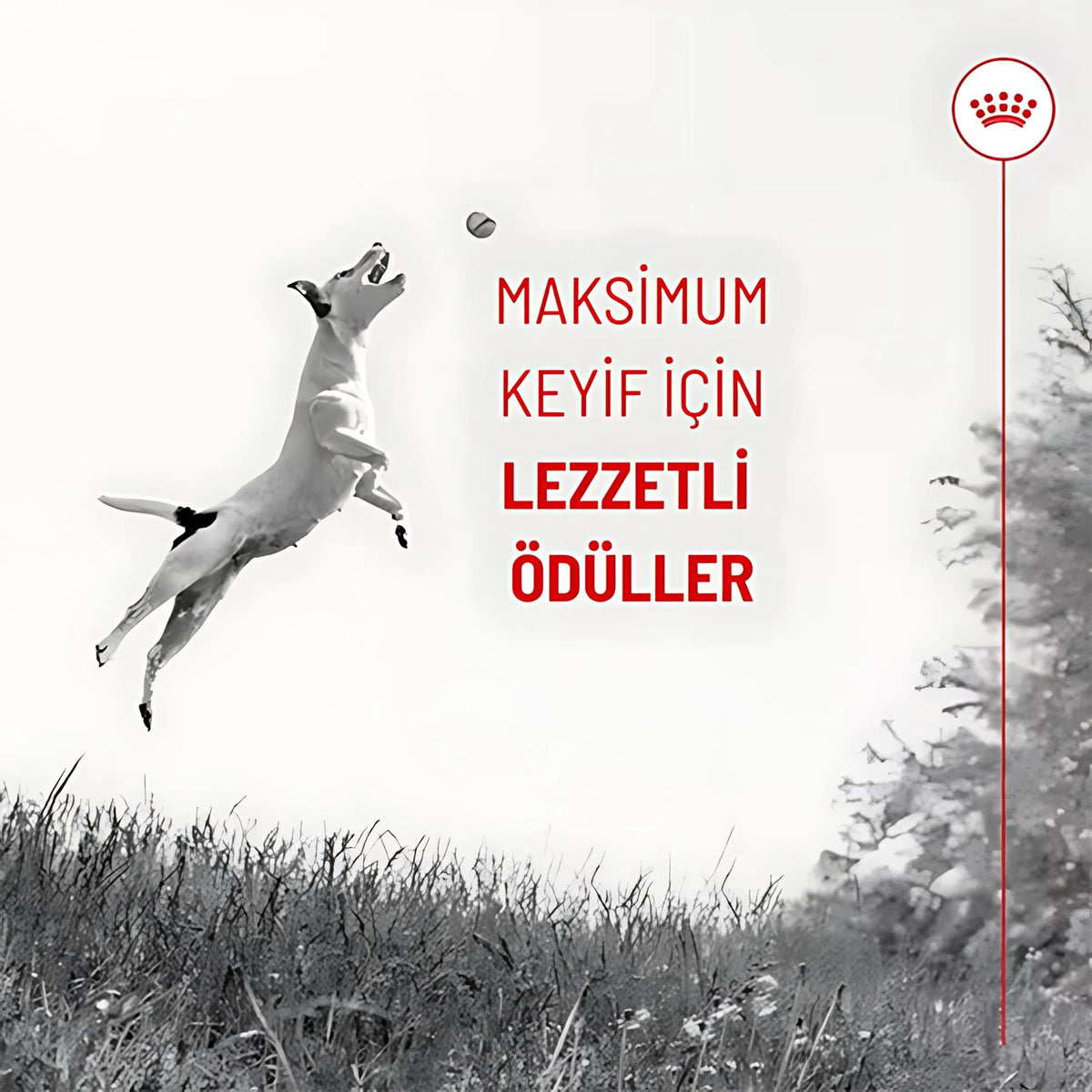 Royal Canin Eğitim Amaçlı Köpek Ödülü, 110 g