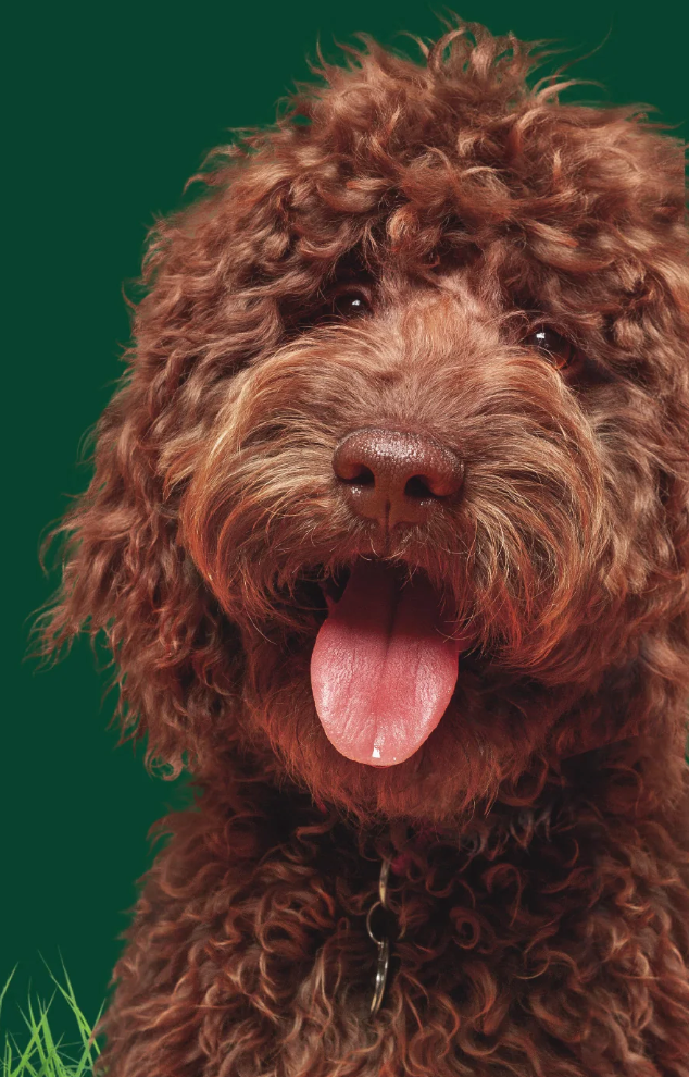 Catz & Dogz | Premium Pet Shop ve Online Pet Market