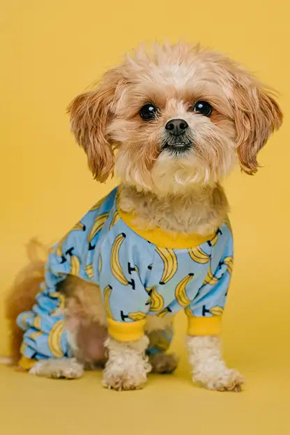 Catz & Dogz | Premium Pet Shop ve Online Pet Market