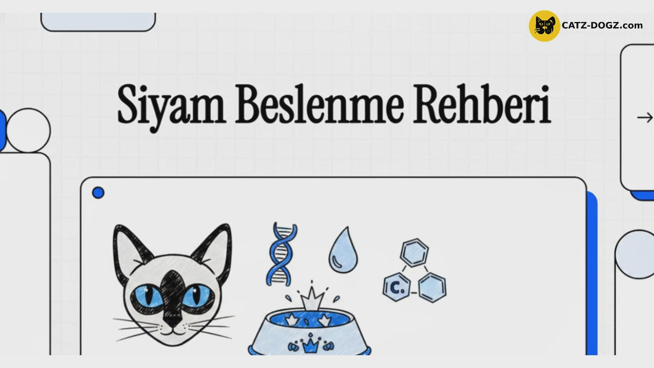 Videoyu yükle: 